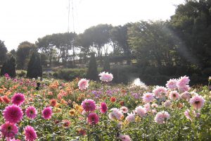 ダリア園