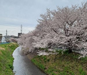 境川2