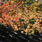 11月1日（水）ゆっくりお昼から 秋の薬師池を満喫 薬師堂の天井絵と菊花展、紅葉をめぐる