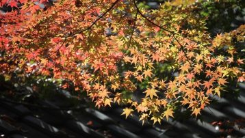 11月1日（水）ゆっくりお昼から 秋の薬師池を満喫 薬師堂の天井絵と菊花展、紅葉をめぐる