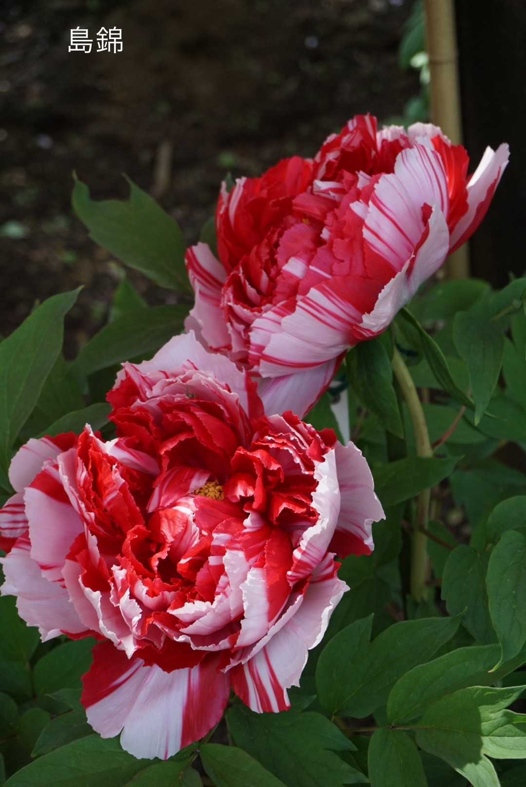 終了しました】3月17日（日）わが最愛の牡丹育て方講座 | まちだふらっと