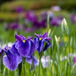 6月15日（日）花ショウブをたのしむ【座学＋見学 苗のおみやげ付き】