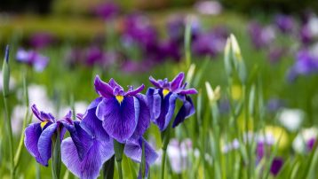 6月15日（日）花ショウブをたのしむ【座学＋見学 苗のおみやげ付き】